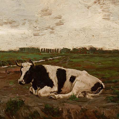 Cow Resting in Meadow