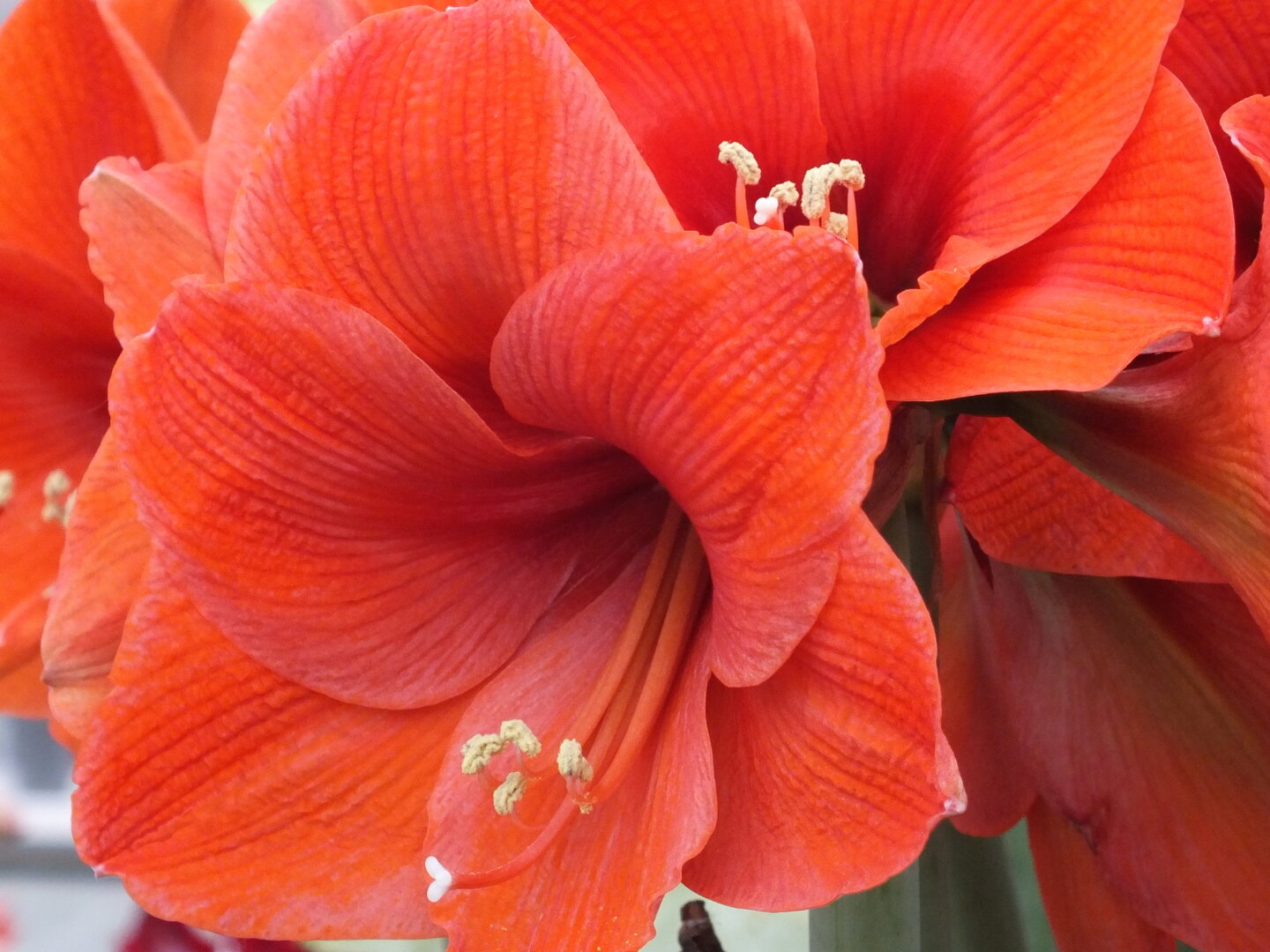 Dutch Winter Flowering Amaryllis Florence Griswold Museum