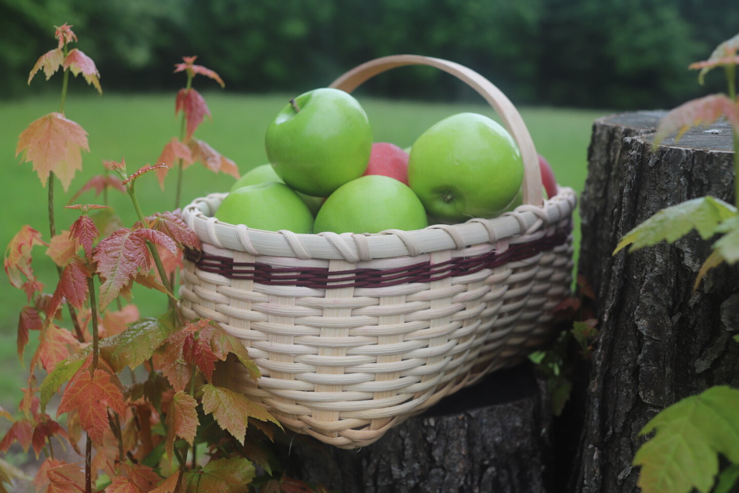 Williamsburg Harvester Basket Weaving