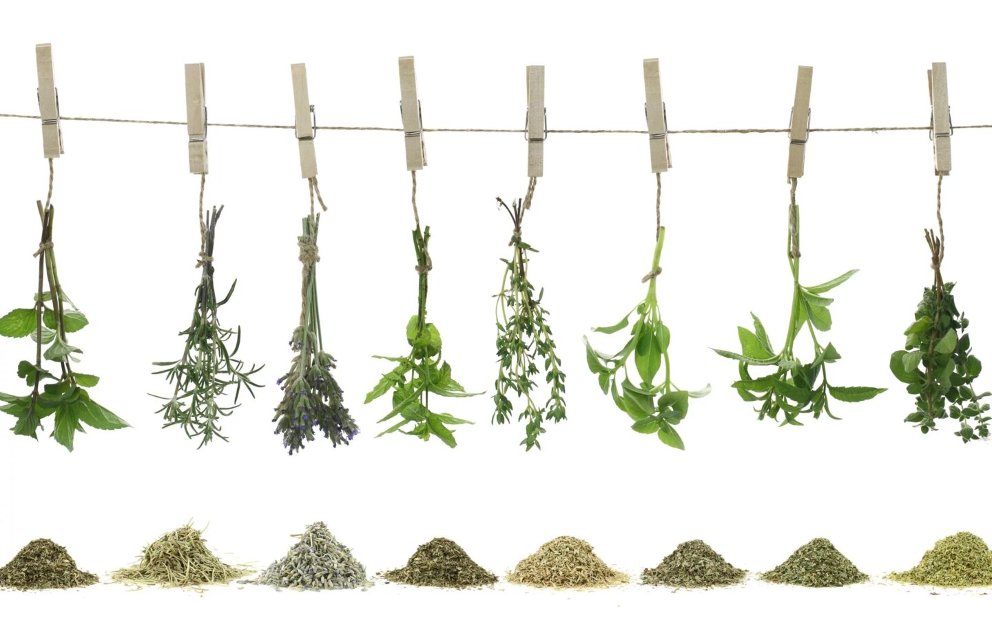 Herb Program and Sale